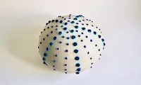 Photo of SCC049, White Sea Urchin With Applied Blue Decoration